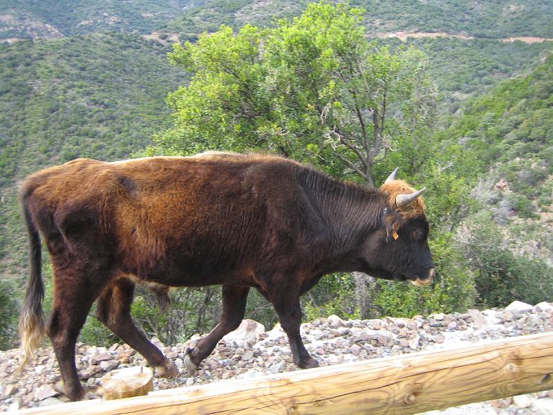 IMG_6435.JPG - J+4 : vache corse du bon côté de la barrière