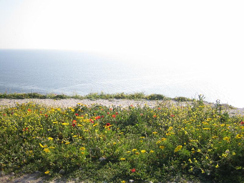 IMG_6469.JPG - J+6 : petites fleurs